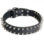 Leather Black Russian Terrier Collar with 2 Rows of Nickel Spikes
