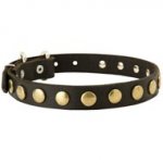Leather Black Russian Terrier Collar with Brass Circles for Fashionable Walking