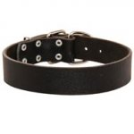 Wide Leather Black Russian Terrier Collar for Training and Walking