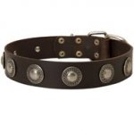 Leather Black Russian Terrier Collar Decorated with Silver Conchos