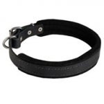 Padded Leather Black Russian Terrier Collar 25 mm for Dog Training