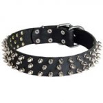 Leather Black Russian Terrier Collar with 3 Rows of Nickel Spikes