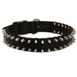 Black Russian Terrier Nylon Collar Spiked