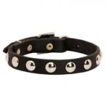 Beautiful Leather Black Russian Terrier Collar Decorated with Half-Ball Studs