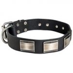 Leather Black Russian Terrier Collar Massive Nickel Plates