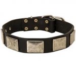 Leather Black Russian Terrier Collar with Large Nickel Plates