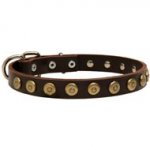 Leather Black Russian Terrier Collar with Brass Dotted Circles for Fashion Walking