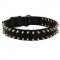 Black Russian Terrier Nylon Collar Spiked
