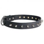 Black Russian Terrier Leather Collar Spiked 30 mm