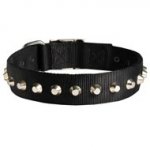 Exclusive Nylon Black Russian Terrier Collar with Awesome Nickel Cones