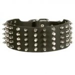 Black Russian Terrier Leather Collar Spiked and Studded