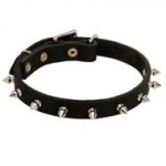 Black Russian Terrier Leather Collar Spiked 3/4 Inch