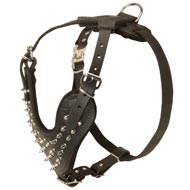 Spiked Leather Black Russian Terrier Harness for Fashionable Walking