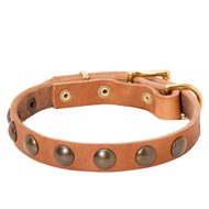 Leather Black Russian Terrier Collar with Brass Half-Ball Studs