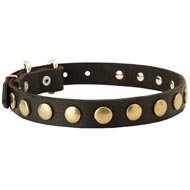 Leather Black Russian Terrier Collar with Brass Circles for Fashionable Walking