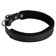 Padded Leather Black Russian Terrier Collar 25 mm for Dog Training