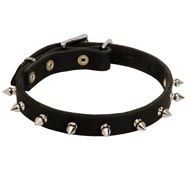 Black Russian Terrier Leather Collar Spiked 3/4 Inch