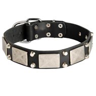 Leather Black Russian Terrier Collar Decorated with Nickel Cones and Plates