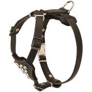 Studded Leather Black Russian Terrier Puppy Harness