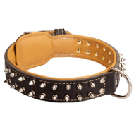 Spiked Black Russian Terrier Collar Padded with Nappa Leather