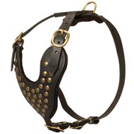 Adjustable Studded Leather Black Russian Terrier Harness for Fashion Walking