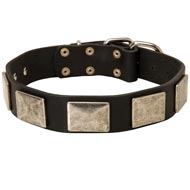 Leather Black Russian Terrier Collar with Large Nickel Plates