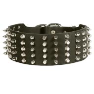 Black Russian Terrier Leather Collar Spiked and Studded