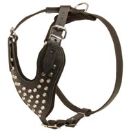 Adjustable Leather Black Russian Terrier Harness Studded for Fashion Walking