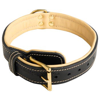 Black Russian Terrier Collar Padded Adjustable for Dog Walking, Training