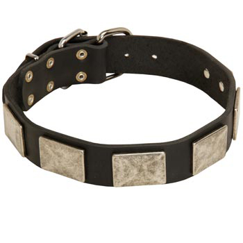 Walking Leather Black Russian Terrier Collar