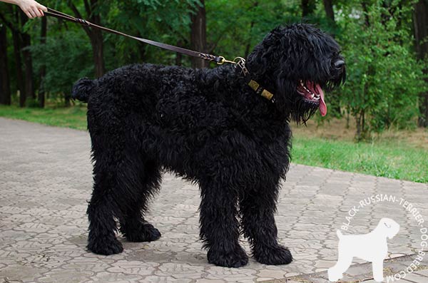 Adorned Black Russian Terrier leather collar