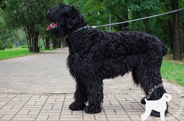 Authentic leather Black Russian Terrier comfortable collar