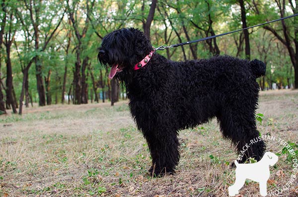 Black Russian Terrier leather collar with blue stones