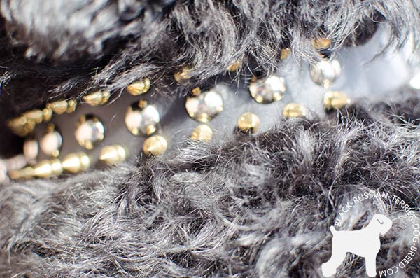 Premium quality Black Russian Terrier collar with brass spikes and studs