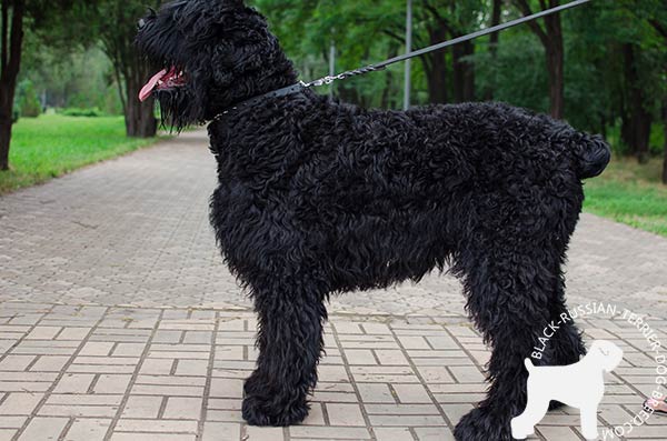 Black Russian Terrier comfy leather collar