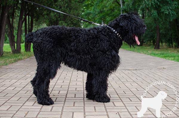 Black Russian Terrier genuine leather collar for effective training