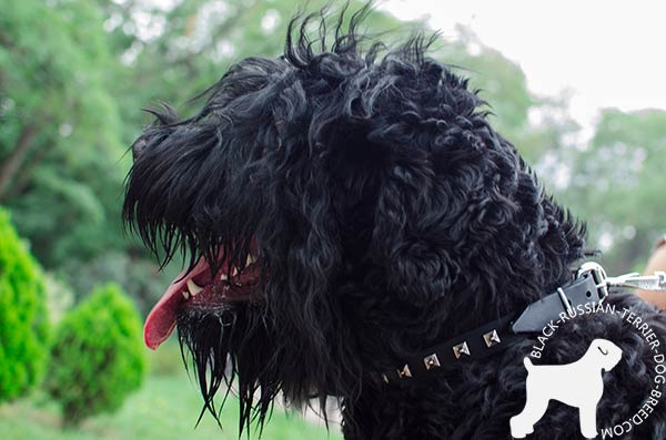 Exclusive design leather dog collar
