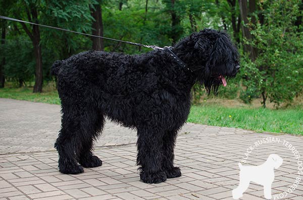 Black Russian Terrier leather collar with spikes