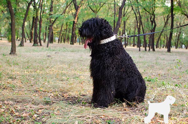 Good-looking Black Russian Terrier genuine leather collar