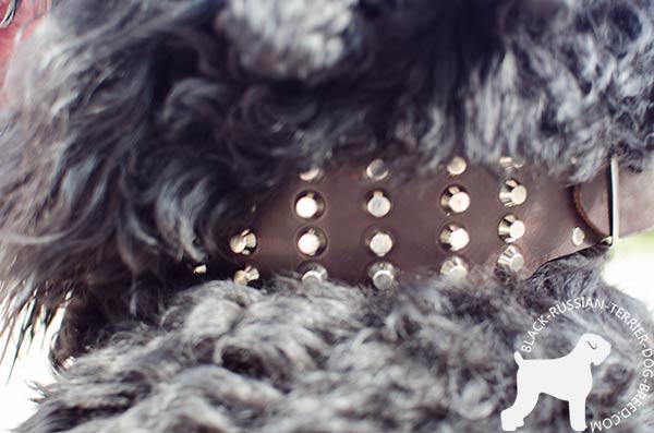 Black Russian Terrier genuine leather Collar with handset nickel pyramids