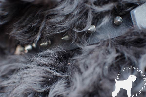 Black Russian Terrier collar with riveted nickel spikes