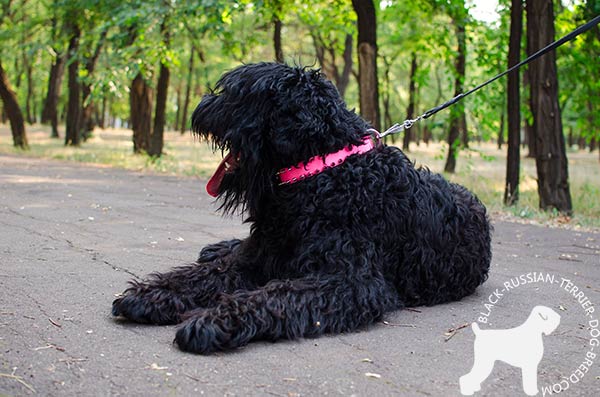 Black Russian Terrier painted pink collar
