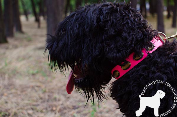 Black Russian Terrier collar decorated with brass plates