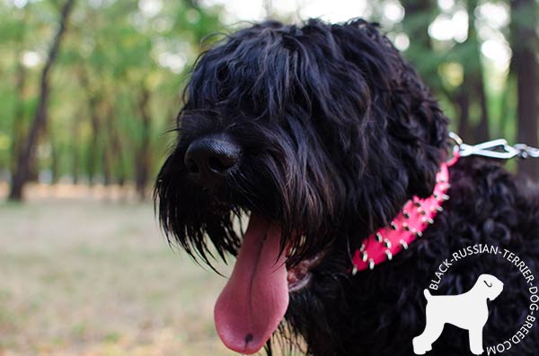 Black Russian Terrier leather collar adorned with nickel spikes