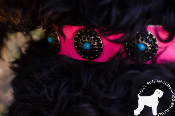 Black Russian Terrier collar with reliably set circles