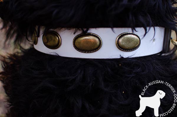 Black Russian Terrier leather collar with securely fixed plates