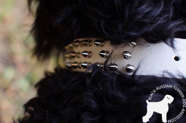 Black Russian Terrier collar decorated with riveted spikes