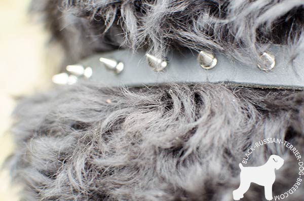 Black Russian Terrier collar with securely set nickel spikes