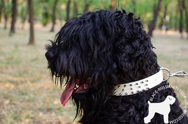 Black Russian Terrier collar with shiny spikes