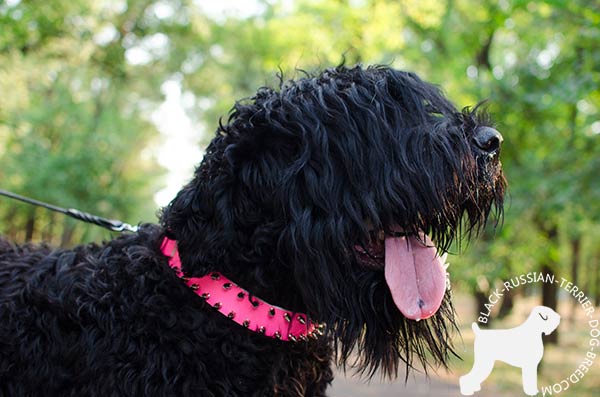 Black Russian Terrier leather collar with silvery spikes
